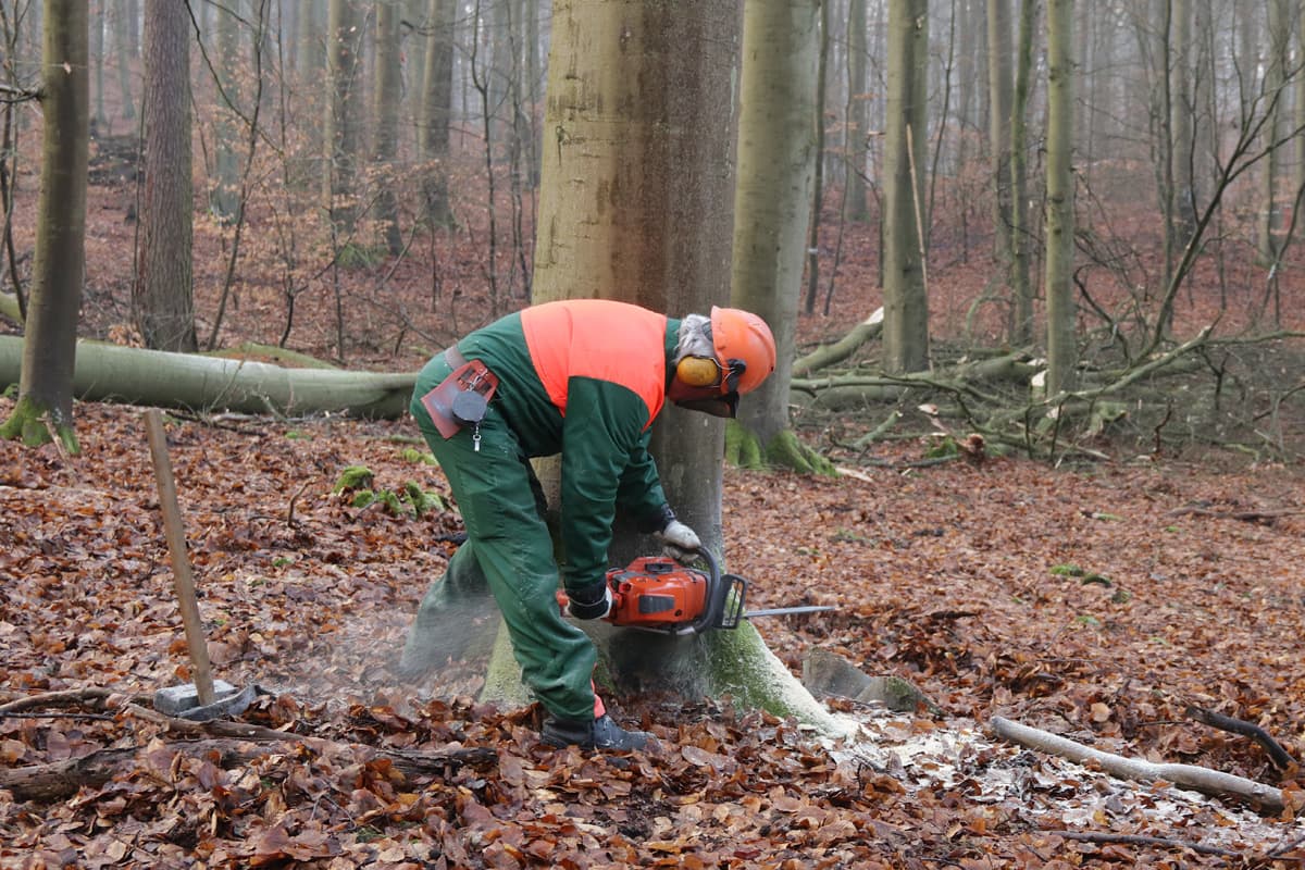 Seeshaupt BY – 23-Jähriger bei Waldarbeiten von Baum erschlagen