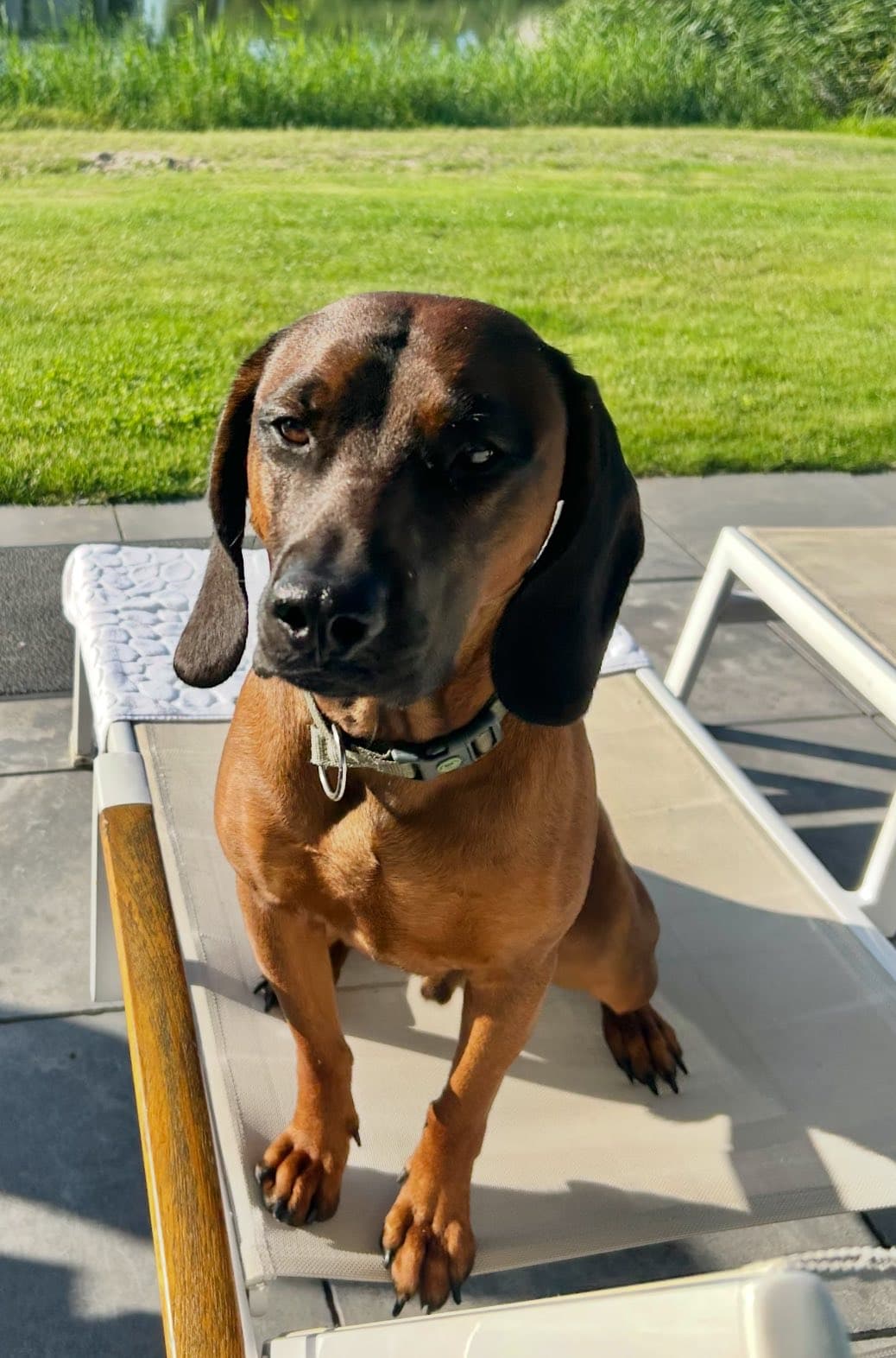 Trier RP – Private Suchaktionen gefährden Suche nach vermisstem Hund Balou